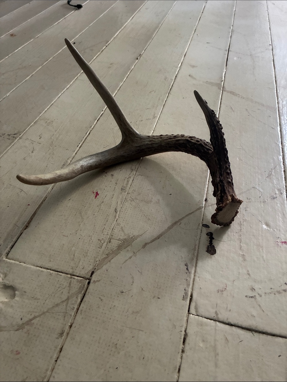 NATURALLY SHED WILD DEER ANTLER (HORN, KNIFE, CARVING, CHEW, TAXIDERMY)